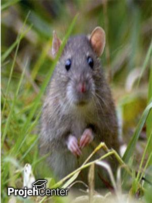 بررسی اثر ملاتونین در زخم معده ناشی از اتانول در موش صحرایی
