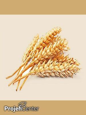 تولید اسید سیتریک از کاه گندم به روش تخمیر حالت جامد